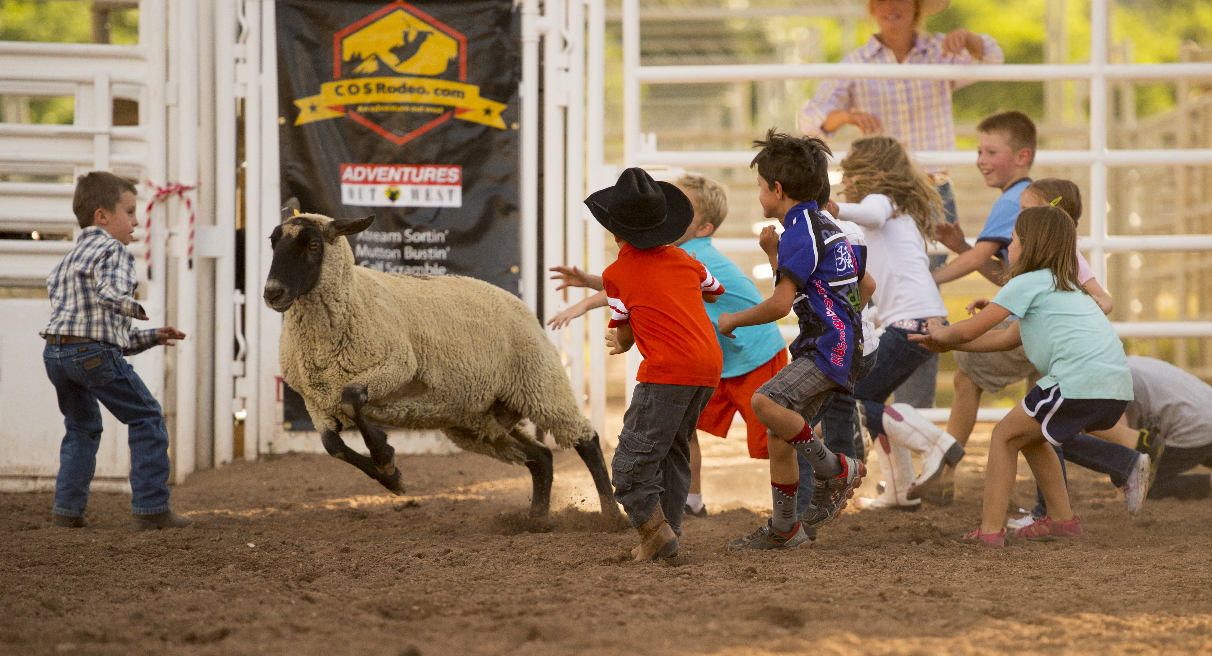 Kids chase a loose sheep during a "Mutton Scramble" at the fourth COS Rodeo of the summer Wednesday, July 6, 2016 at the Norris-Penrose Event Center. The event resumes for four consecutive Wednesday nights at 5pm beginning July 27th. Tickets art $34 and include dinner, rodeo and a concert. Visitors can even participate in certain selected events. Photo by Mark Reis, The Gazette