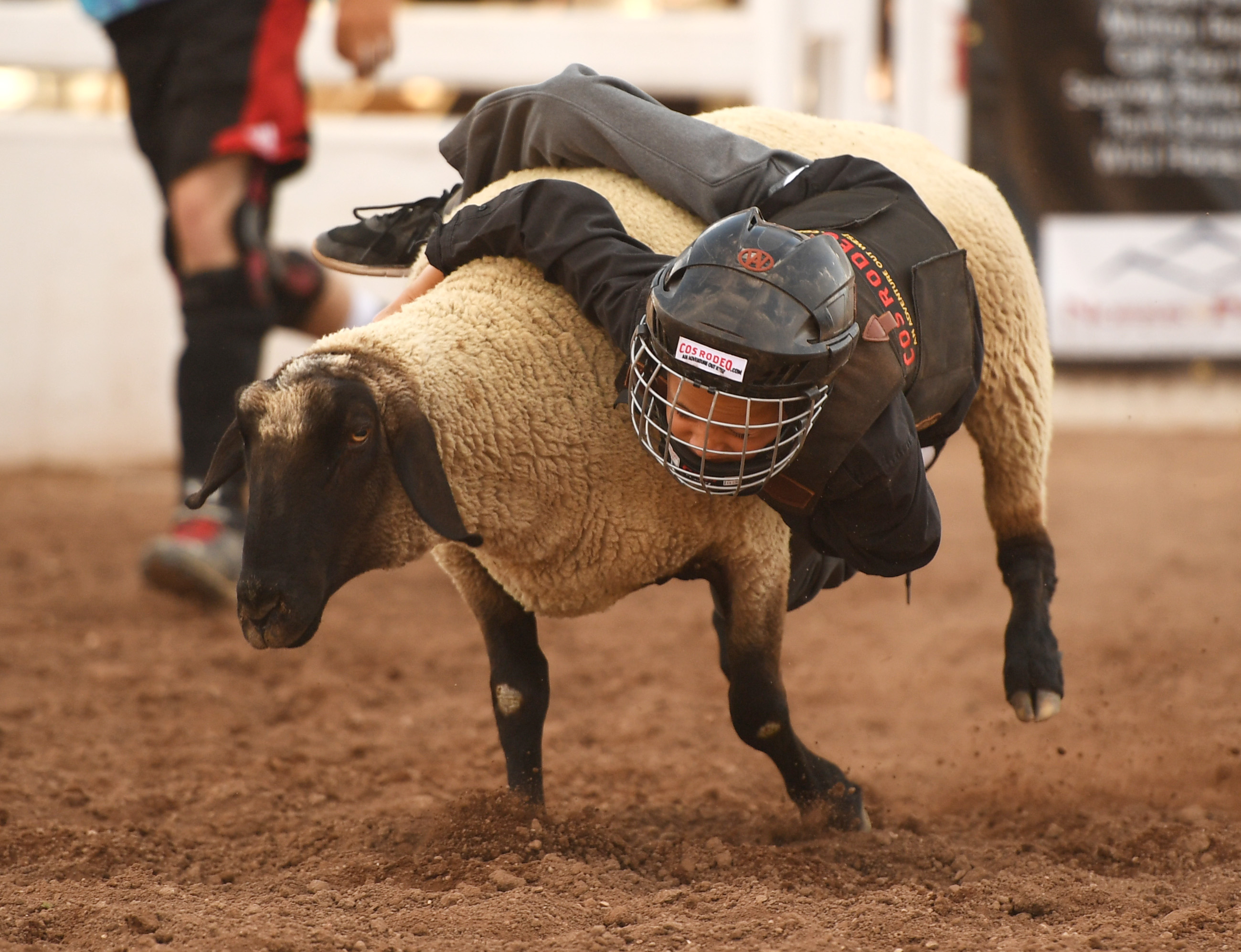 The fourth COS Rodeo of the summer took place Wednesday, July 6, 2016 at the Norris-Penrose Event Center. The event resumes for four consecutive Wednesday nights at 5pm beginning July 27th. Tickets art $34 and include dinner, rodeo and a concert. Visitors can even participate in certain selected events. Photo by Mark Reis, The Gazette